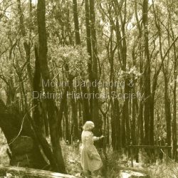 Woman looking down slope towards the actual site of the Kyeema aircraft crash which occurred on October 25th, 1938. The Douglas DC-2 Kyeema, operated by Australian National Airways, was en-route from Adelaide to Melbourne when it overshot Essendon Airport by 20 miles. Descending in thick cloud, it crashed into the western face of Mount Dandenong, killing all 18 occupants.