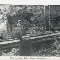 Postcard showing a woman wearing a long dress and wide brimmed hat standing on a footbridge that crosses the Olinda Creek. Tree ferns and bushes are in the background. Taken early 1900s.: On front of postcard: View near the Falls, Mount Dandenong. On back of post card: Mason, Firth & McCutcheon, Printers, Melbourne.