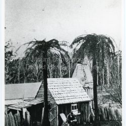 Copy of a photograph depicting a man sitting on a chair reading outside a worker's hut at Mt Dandenong. The hut is small and crudely made from tree slabs. Two tall tree ferns are at the front. The trees at the rear of the picture are possibly ringbarked in preparation for clearing. Early 1900s