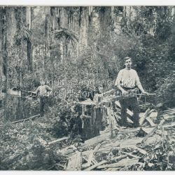 Original postcard showing two men splitting wood in the forest at Mount Dandenong. They are using axes. Early 1900s. On front of postcard: Splitting in the State Forest