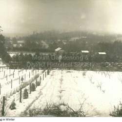 Image donated by the Dower Family and probably shows the berry crops under snow at Cambridge Gardens, the Dower property.: Black & white image showing snow covered crops in the foreground with houses in the background. Received as a jpeg digital file 377KB: On front of image: Mount Dandenong in Winter