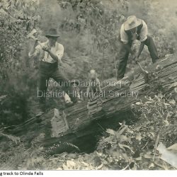 Clearing Track To Olinda falls
