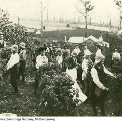 William Dower brought his family to the Dandenongs in 1898, taking up 10 acres. His property was Cambridge Gardens located between the present Mount Dandenng Tourist Road and Yarrabee Road. William and his wife Elizabeth had seven boys (Will, Harry, Bert, Walter, Joe, Edgar, Robert) and four girls (Emmy, may, Ada and Ruby). This photograph shows raspberry picking at Cambridge Gardens c1907. The Dower Homestead is visible. The boys in the floppy felt hats are from Burwood Boys Home. Ruby Dower is centre front. Will Dower right of picture and Walter Dower left of picture.Ada, Carrie, Elizabeth, May and Emmy are also in the photo.: Black and white photograph showing raspberry pickers at the Dower property Cambridge Gardens at Mount Dandenong. Printed from an image supplied on a CD.
