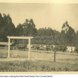 Bullock Team Making New Main Road