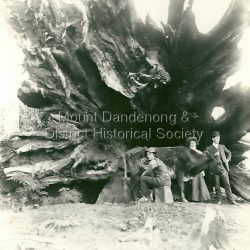 The Roots of Dower's Might Tree