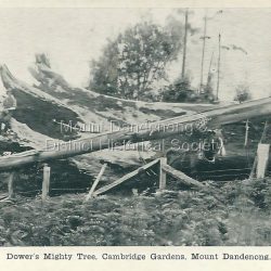 William Dower came with his family to the Mt Dandenong in 1898, taking up a 10 acre allotment. William and his wife Elizabeth had seven boys (Will, Harry, Bert, Walter, Joe, Edgar, Robert) and four girls (Emmy, May, Ada, Ruby). The property secured by William Dower was known as Cambridge Gardens and had a two room slab hut. William and his sons added another five rooms using trees from the property. The family established extensive crops and worked hard for their success. The acreage extended to 30 when the family bought up neighbouring properties. Standing on William Dower's land this mighty tree was 286 feet high to its broken top with a 66 feet girth. The tree's dimensions were taken both before and after the felling. The girth was taken at 6 feet from the ground and was 66.6 inches. The height was measured when the tree had fallen and was taken from ground mark on the roots to where it had always been broken, at which point it was 18 inches through. Length of the fallen tree was 286 feet 6 inches.