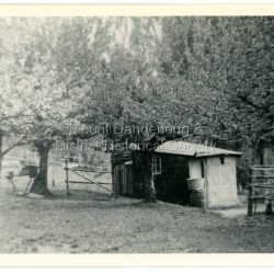 French Louis Merci is shown as J.L. Merci on the settlement map, having selected Lot 26 in the Village Settlement in 1901. It was a 5 acre Lot bordering Barbers Road and the Dray Track (now Link Road). Louis shared his hut for some time with Peter the Swede. When Louis became ill with cancer and could no longer work he sold his property to George Barber in return for a weekly payment.: Black and white photograph of hut in row of blossoming trees.
