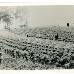 William Dower came with his family to the Mt Dandenong in 1898, taking up a 10 acre allotment. William and hs wife Elizabeth had seven boys (Will, Harry, Bert, Walter, Joe, Edgar, Robert) and four girls (Emmy, May, Ada, Ruby). The property secured by William Dower was known as Cambridge Gardens and had a two room slab hut. William and his sons added another five rooms using trees from the property. The family established extensive crops and worked hard for their success. The acreage extended to 30 when the family bought up neighbouring properties. Black and white photograph showing rows of berry crops. Reverse of photograph has handwritten description by John Lundy-Clarke.: LOT 10 section 2 of the Village Settlement owned as registered by Dobson, then Bert Dower, then Edgar Dower. Property was named "Bonnie View" and photo was taken from near where the Channel O tower stands looking south east towards corner of Ridge Road and Selwyn Lane taken 1920.