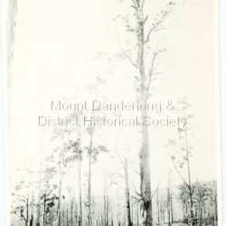 William Dower came with his family to the Mt Dandenong in 1898, taking up a 10 acre allotment. William and his wife Elizabeth had seven boys (Will, Harry, Bert, Walter, Joe, Edgar, Robert) and four girls (Emmy, May, Ada, Ruby). The property secured by William Dower was known as Cambridge Gardens and had a two room slab hut. William and his sons added another five rooms using trees from the property. The family established extensive crops and worked hard for their success. The acreage extended to 30 when the family bought up neighbouring properties. Standing on William Dower's land this mighty tree was 286 feet high to its broken top with a 66 feet girth. It took Wally and Bert Dower a week to grub out the tree and then another week for the wind to blow it down.: Black and white photograph with a very tall dead tree in the centre. A group of people visible in the foreground
