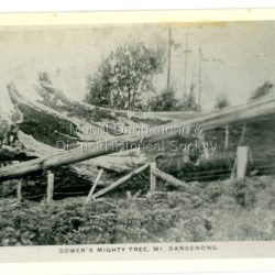 William Dower came with his family to the Mt Dandenong in 1898, taking up a 10 acre allotment. William and his wife Elizabeth had seven boys (Will, Harry, Bert, Walter, Joe, Edgar, Robert) and four girls (Emmy, May, Ada, Ruby). The property secured by William Dower was known as Cambridge Gardens and had a two room slab hut. William and his sons added another five rooms using trees from the property. The family established extensive crops and worked hard for their success. The acreage extended to 30 when the family bought up neighbouring properties. Standing on William Dower's land this mighty tree was 286 feet high to its broken top with a 66 feet girth. The tree's dimensions were taken both before and after the felling. The girth was taken at 6 feet from the ground and was 66 feet and 8 inches. The height was measured when the tree had fallen and was taken from ground mark on the roots to where it had always been broken, at which point it was 18 inches through. Length of the fallen tree was 286 feet 6 inches.