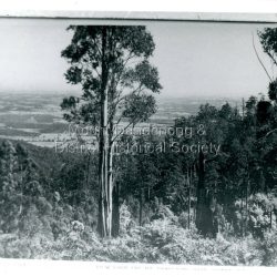 Gum tree in foreground with the area of The Basin in distance
Handwritten inscription on reverse by John Lundy-Clarke - View from Ridge Road over The Basin. 1913