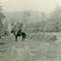View from Ridge Road down what is now Falls Road at Hering's?? Hill. Showing line of Cherry Plum trees inside fence on the right. Keogh's house right of rider's head. 'Callum House" to right of road and Dunbar's 'Halcyon' to left. The rider was Fred Price who carried newspapers in the bag at his stirrup from his parent's shop to 'Lil' Badenhop's Mt. Dandenong post office