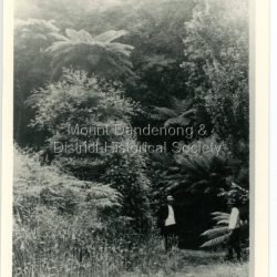 Copy of a Rose Series postcard. Two men standing at the entrance to a walking track surrounded by ferns.