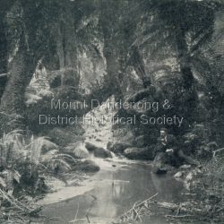 Taken in 1910, this section of the Olinda Creek is in the gully behind the home of George Barber.: Black and white photograph with a creek running through the centre of ferns and tree ferns. A man sits beside the creek on the RHS.
Rear of postcard has Millie 1916 - 17 written on it.