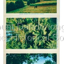 All the photos on the rear side