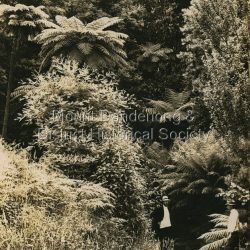 The Lovers Walk, Mt. Dandenong, Vic