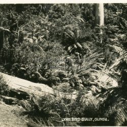 Number 4 in commercial series. Small photograph, number 4 in Olinda series, showing ferns and fallen trees in natural bush scene.