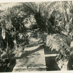 Number 3 in commercial series.: Small photograph, number 3 in Olinda series, showing footbridge over Olinda Creek surrounded by tree ferns. Late 1930s.