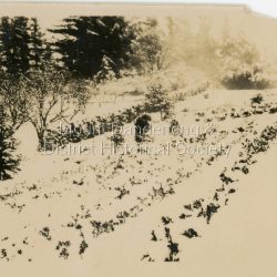 View of Range View (Woolrich Nursery) Nursery under snow. The section owned by Jim Woolrich is up by the pine trees. The rest belongs to Ted Woolrich.: The nursery. Jim's place up by the pine trees.