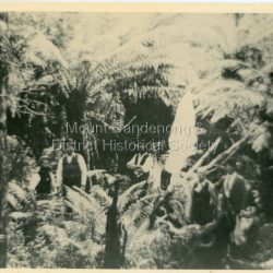Group of 5 men standing in Lyrebird Gully 1909: Lyrebird Gully