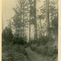 The road to 'The Chalet' 1918. Olinda The descriptive text on the reverse of this photograph was hand written by John Lundy-Clarke.: The Chalet Road 1918. Linking Coonara Road and McCarthys Road.