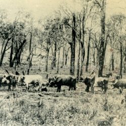 Sim Kent's Bullocks at the Ebbels property in Olinda. c1911 The descriptive text on the reverse of this photograph was hand written by John Lundy-Clarke.: Sim Kent's bullocks at Ebbels. Sim lived at Coonara Springs.