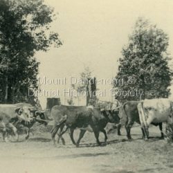 Photograph showing Sim Kent's bullocks at Coonara Springs in 1911. The descriptive text on the reverse of this photograph was hand written by John Lundy-Clarke.: 1911 Sim Kents bullock team turning into their home paddock in Mernda Road at Coonara Springs after which the road is now named.