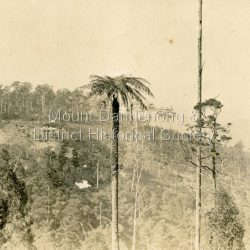 Postcard format with old tree fern in foreground and Range View Nursery, Olinda on hill in background. Stamped on back of card in purple ink: E. Woolrich "Range View" Olinda Handwritten in pen Olinda