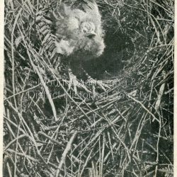 Postcard depicting Lyrebird's Nest and Young Lyrebird, Perrin's Creek, Olinda.