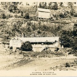 Information supplied by Stephen Trembath. Warwick Farm was established by my late grand parents Polly (nee Mary Ann Cole) and George Barratt and their 5 children George Jnr, William, James, John (my maternal Grand Father) and Teddy. Their story is told in a book "The wine of Courage" written in 1977 by N.M. Roberts ISBN 0 7223 1003. Their story started when their bank closed their doors on 13 April 1893 and they lost their cafe business in South Melbourne. Two days later, they were ready to head for a new start in Queensland when they saw in the morning paper that the Dandenong Ranges had been thrown open to land release to people. A few days later, having been granted land they headed to Ferntree Gully. From there they walked to the new holding in what would become Olinda. Then George with his sons help had to build a shelter for the family for the night. They chose to name the property "Warwick Farm". Work on the house started a few days later with help from neighbours Mr. Dodd, Mr Beattie, the O'Sheas and others. Come November, Ruby was born. Then bushfire burnt down the newly built house. Back to a bark hut until another house could be built. The new house became a guest house at the suggestion of a neighbour, when George couldn't sell timber and was waiting for crops. The first guests visited in 1898 and another baby, Percival, was born. ....................................................... It was George's son Jim, who was a skilled carpenter and axeman who extended the home to take from 12 to 30 guests. In 1950 Warwick Farm became the home of distinguished writer and journalist C.E.Sayers for a number of years.: Photo Series Pictorial Postcard # 981 showing the property Warwick Farm on Olinda Road.: Printed on back: PHOTO SERIES Pictorial Postcards. Published by S. Jamieson Bros. Alphington Vic. Phone Northcote 60