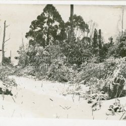 Postcard made for E. Woorich "Range View" Olinda showing Chalet Road in Olinda under snow in 1921.: Printed on back in purple ink: E. Woorich "Range View" Olinda Handwritten in pen: 1921 snowfall at Chalet Road.
