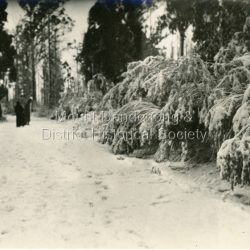 Three people walking along snow covered road south of Quamby Café in Olinda. c1921. Snow laden bushes line the road.: Written on back in pen: Snow scene Olinda 1921 or earlier. South of Quamby. Three people walking along snow covered road south of Quamby Café in Olinda. c1921. Snow laden bushes line the road.: Written on back in pen: Snow scene Olinda 1921 or earlier. South of Quamby.