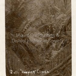 Postcard photograph showing a tree fern gully. The title on the front is Gully "Hospice" Olinda. The Hospice was a guest house built in 1904 by Joseph Gutmann in the Main Street of Olinda. The Dorey Family ran The Hospice from 1908 - 1911. The Hospice burned down in 1924. The reverse of the postcard contains a small section of a letter that must be continued elsewhere. It is addressed to Miss Iris Dorey.: Handwritten in black ink on reverse: Miss Iris Dorey "The Hospice" Olinda .....address as I wish to send him a photo of the group at the Gully. We had a lovely ride to the station on Monday. The hot weather is just coming on now &it is very trying at work. I think you were taken with the dog but your........