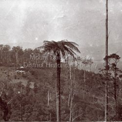 A cleared area at Olinda - possibly the Woolrich property
