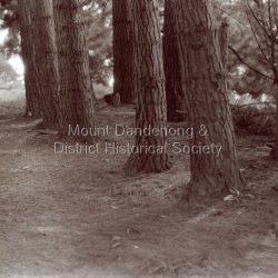 Pine trees planted at Woolrich property at Olinda