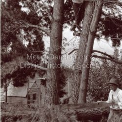 The Woolrich family treefelling.
