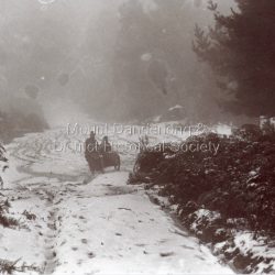 Woolrich family of Olinda