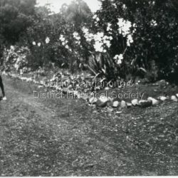 Boy with a dog in a garden