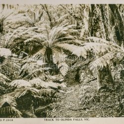 Track to Olinda Falls, Vic