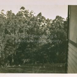 Bonny Dell, Olinda. Bush from lounge room
