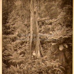 Photo, copied from the Tourists' Guide to the Dandenong Mountains (1904)
