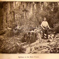 Photo, copied from the Tourists' Guide to the Dandenong Mountains (1904)