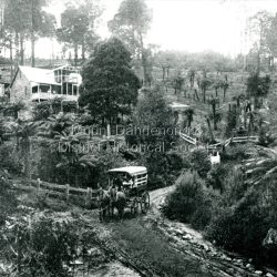 'Rostrevor' in Sassafras c1896. Then known as 'Mountain Rest'.