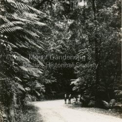 This set of small photographs was produced by the Rose Stenograph Co. c1913 to be included in photograph albums. The 1913 date cannot be correct becasue of the cars visible in and the fact that electricity arrived in 1927. The area known as South Sassafras, was opened up for settlement in 1893 and the name was changed to Kallista in 1925.
A small, paper envelope containing 12 photographs of Sassafras that are reproductions of Rose Series postcards. There are 10 different photographs, SAS0032-01and SAS0032-03 have doubles.
Envelope: Beauty Spots in Australia 12 Real Photographs For Your Snapshot Album Published by the Rose Stenograph Co. Rear 17 Auburn Grove, Armadale, Vic S.E.3 SASSAFRAS, VICTORIA
Photograph SAS0032-01 - The Rose Series P. 905: Clematis Avenue, Sherbrooke, Vic
Photograph SAS0032-02- The Rose Series P. 1603: The Cascades, Sassafras, Vic
Photograph SAS0032-03- The Rose Series P. 204: Panorama at Sassafras, Vic
Photograph SAS0032-04- The Rose Series P. 4046: Main Road, Sassafras, Vic
Photograph SAS0032-05- The Rose Series P. 1502: Sassafras Creek, Sassafras, Vic
Photograph SAS0032-06- The Rose Series P. 1501: Tourist Track, Sassafras, Vic
Photograph SAS0032-07- The Rose Series P. 4244: Tourist Track, South Sassafras, Vic
Photograph SAS0032-08- The Rose Series P. 2725: Clematis Avenue, Sherbrooke, Vic
Photograph SAS0032-09- Main Road, Sassafras, Vic
Photograph SAS0032-10- The Olinda - Sassafras Road, Vic