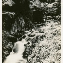 This set of small photographs was produced by the Rose Stenograph Co. c1913 to be included in photograph albums. The 1913 date cannot be correct becasue of the cars visible in and the fact that electricity arrived in 1927. The area known as South Sassafras, was opened up for settlement in 1893 and the name was changed to Kallista in 1925.
A small, paper envelope containing 12 photographs of Sassafras that are reproductions of Rose Series postcards. There are 10 different photographs, SAS0032-01and SAS0032-03 have doubles.
Envelope: Beauty Spots in Australia 12 Real Photographs For Your Snapshot Album Published by the Rose Stenograph Co. Rear 17 Auburn Grove, Armadale, Vic S.E.3 SASSAFRAS, VICTORIA
Photograph SAS0032-01 - The Rose Series P. 905: Clematis Avenue, Sherbrooke, Vic
Photograph SAS0032-02- The Rose Series P. 1603: The Cascades, Sassafras, Vic
Photograph SAS0032-03- The Rose Series P. 204: Panorama at Sassafras, Vic
Photograph SAS0032-04- The Rose Series P. 4046: Main Road, Sassafras, Vic
Photograph SAS0032-05- The Rose Series P. 1502: Sassafras Creek, Sassafras, Vic
Photograph SAS0032-06- The Rose Series P. 1501: Tourist Track, Sassafras, Vic
Photograph SAS0032-07- The Rose Series P. 4244: Tourist Track, South Sassafras, Vic
Photograph SAS0032-08- The Rose Series P. 2725: Clematis Avenue, Sherbrooke, Vic
Photograph SAS0032-09- Main Road, Sassafras, Vic
Photograph SAS0032-10- The Olinda - Sassafras Road, Vic