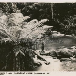 This set of small photographs was produced by the Rose Stenograph Co. c1913 to be included in photograph albums. The 1913 date cannot be correct becasue of the cars visible in and the fact that electricity arrived in 1927. The area known as South Sassafras, was opened up for settlement in 1893 and the name was changed to Kallista in 1925.
A small, paper envelope containing 12 photographs of Sassafras that are reproductions of Rose Series postcards. There are 10 different photographs, SAS0032-01and SAS0032-03 have doubles.
Envelope: Beauty Spots in Australia 12 Real Photographs For Your Snapshot Album Published by the Rose Stenograph Co. Rear 17 Auburn Grove, Armadale, Vic S.E.3 SASSAFRAS, VICTORIA
Photograph SAS0032-01 - The Rose Series P. 905: Clematis Avenue, Sherbrooke, Vic
Photograph SAS0032-02- The Rose Series P. 1603: The Cascades, Sassafras, Vic
Photograph SAS0032-03- The Rose Series P. 204: Panorama at Sassafras, Vic
Photograph SAS0032-04- The Rose Series P. 4046: Main Road, Sassafras, Vic
Photograph SAS0032-05- The Rose Series P. 1502: Sassafras Creek, Sassafras, Vic
Photograph SAS0032-06- The Rose Series P. 1501: Tourist Track, Sassafras, Vic
Photograph SAS0032-07- The Rose Series P. 4244: Tourist Track, South Sassafras, Vic
Photograph SAS0032-08- The Rose Series P. 2725: Clematis Avenue, Sherbrooke, Vic
Photograph SAS0032-09- Main Road, Sassafras, Vic
Photograph SAS0032-10- The Olinda - Sassafras Road, Vic