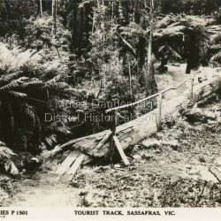 This set of small photographs was produced by the Rose Stenograph Co. c1913 to be included in photograph albums. The 1913 date cannot be correct becasue of the cars visible in and the fact that electricity arrived in 1927. The area known as South Sassafras, was opened up for settlement in 1893 and the name was changed to Kallista in 1925.
A small, paper envelope containing 12 photographs of Sassafras that are reproductions of Rose Series postcards. There are 10 different photographs, SAS0032-01and SAS0032-03 have doubles.
Envelope: Beauty Spots in Australia 12 Real Photographs For Your Snapshot Album Published by the Rose Stenograph Co. Rear 17 Auburn Grove, Armadale, Vic S.E.3 SASSAFRAS, VICTORIA
Photograph SAS0032-01 - The Rose Series P. 905: Clematis Avenue, Sherbrooke, Vic
Photograph SAS0032-02- The Rose Series P. 1603: The Cascades, Sassafras, Vic
Photograph SAS0032-03- The Rose Series P. 204: Panorama at Sassafras, Vic
Photograph SAS0032-04- The Rose Series P. 4046: Main Road, Sassafras, Vic
Photograph SAS0032-05- The Rose Series P. 1502: Sassafras Creek, Sassafras, Vic
Photograph SAS0032-06- The Rose Series P. 1501: Tourist Track, Sassafras, Vic
Photograph SAS0032-07- The Rose Series P. 4244: Tourist Track, South Sassafras, Vic
Photograph SAS0032-08- The Rose Series P. 2725: Clematis Avenue, Sherbrooke, Vic
Photograph SAS0032-09- Main Road, Sassafras, Vic
Photograph SAS0032-10- The Olinda - Sassafras Road, Vic