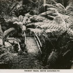 This set of small photographs was produced by the Rose Stenograph Co. c1913 to be included in photograph albums. The 1913 date cannot be correct becasue of the cars visible in and the fact that electricity arrived in 1927. The area known as South Sassafras, was opened up for settlement in 1893 and the name was changed to Kallista in 1925.
A small, paper envelope containing 12 photographs of Sassafras that are reproductions of Rose Series postcards. There are 10 different photographs, SAS0032-01and SAS0032-03 have doubles.
Envelope: Beauty Spots in Australia 12 Real Photographs For Your Snapshot Album Published by the Rose Stenograph Co. Rear 17 Auburn Grove, Armadale, Vic S.E.3 SASSAFRAS, VICTORIA
Photograph SAS0032-01 - The Rose Series P. 905: Clematis Avenue, Sherbrooke, Vic
Photograph SAS0032-02- The Rose Series P. 1603: The Cascades, Sassafras, Vic
Photograph SAS0032-03- The Rose Series P. 204: Panorama at Sassafras, Vic
Photograph SAS0032-04- The Rose Series P. 4046: Main Road, Sassafras, Vic
Photograph SAS0032-05- The Rose Series P. 1502: Sassafras Creek, Sassafras, Vic
Photograph SAS0032-06- The Rose Series P. 1501: Tourist Track, Sassafras, Vic
Photograph SAS0032-07- The Rose Series P. 4244: Tourist Track, South Sassafras, Vic
Photograph SAS0032-08- The Rose Series P. 2725: Clematis Avenue, Sherbrooke, Vic
Photograph SAS0032-09- Main Road, Sassafras, Vic
Photograph SAS0032-10- The Olinda - Sassafras Road, Vic