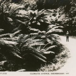This set of small photographs was produced by the Rose Stenograph Co. c1913 to be included in photograph albums. The 1913 date cannot be correct becasue of the cars visible in and the fact that electricity arrived in 1927. The area known as South Sassafras, was opened up for settlement in 1893 and the name was changed to Kallista in 1925.
A small, paper envelope containing 12 photographs of Sassafras that are reproductions of Rose Series postcards. There are 10 different photographs, SAS0032-01and SAS0032-03 have doubles.
Envelope: Beauty Spots in Australia 12 Real Photographs For Your Snapshot Album Published by the Rose Stenograph Co. Rear 17 Auburn Grove, Armadale, Vic S.E.3 SASSAFRAS, VICTORIA
Photograph SAS0032-01 - The Rose Series P. 905: Clematis Avenue, Sherbrooke, Vic
Photograph SAS0032-02- The Rose Series P. 1603: The Cascades, Sassafras, Vic
Photograph SAS0032-03- The Rose Series P. 204: Panorama at Sassafras, Vic
Photograph SAS0032-04- The Rose Series P. 4046: Main Road, Sassafras, Vic
Photograph SAS0032-05- The Rose Series P. 1502: Sassafras Creek, Sassafras, Vic
Photograph SAS0032-06- The Rose Series P. 1501: Tourist Track, Sassafras, Vic
Photograph SAS0032-07- The Rose Series P. 4244: Tourist Track, South Sassafras, Vic
Photograph SAS0032-08- The Rose Series P. 2725: Clematis Avenue, Sherbrooke, Vic
Photograph SAS0032-09- Main Road, Sassafras, Vic
Photograph SAS0032-10- The Olinda - Sassafras Road, Vic