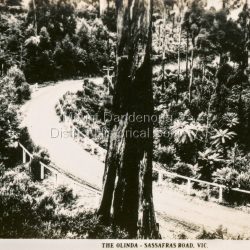 This set of small photographs was produced by the Rose Stenograph Co. c1913 to be included in photograph albums. The 1913 date cannot be correct becasue of the cars visible in and the fact that electricity arrived in 1927. The area known as South Sassafras, was opened up for settlement in 1893 and the name was changed to Kallista in 1925.
A small, paper envelope containing 12 photographs of Sassafras that are reproductions of Rose Series postcards. There are 10 different photographs, SAS0032-01and SAS0032-03 have doubles.
Envelope: Beauty Spots in Australia 12 Real Photographs For Your Snapshot Album Published by the Rose Stenograph Co. Rear 17 Auburn Grove, Armadale, Vic S.E.3 SASSAFRAS, VICTORIA
Photograph SAS0032-01 - The Rose Series P. 905: Clematis Avenue, Sherbrooke, Vic
Photograph SAS0032-02- The Rose Series P. 1603: The Cascades, Sassafras, Vic
Photograph SAS0032-03- The Rose Series P. 204: Panorama at Sassafras, Vic
Photograph SAS0032-04- The Rose Series P. 4046: Main Road, Sassafras, Vic
Photograph SAS0032-05- The Rose Series P. 1502: Sassafras Creek, Sassafras, Vic
Photograph SAS0032-06- The Rose Series P. 1501: Tourist Track, Sassafras, Vic
Photograph SAS0032-07- The Rose Series P. 4244: Tourist Track, South Sassafras, Vic
Photograph SAS0032-08- The Rose Series P. 2725: Clematis Avenue, Sherbrooke, Vic
Photograph SAS0032-09- Main Road, Sassafras, Vic
Photograph SAS0032-10- The Olinda - Sassafras Road, Vic